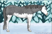 Horse Color:Blue Roan Splash Varnish 