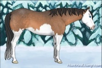 Horse Color:Buckskin Roan Splash 