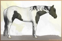 Horse Color:Black Tobiano 