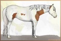 Horse Color:Silver Brown Splash Tobiano 