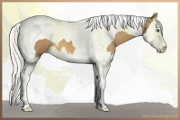 Horse Color:Silver Buckskin Splash Tobiano 