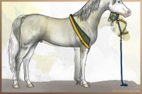 Horse Color:White Spotted Chocolate Palomino Pearl Sabino Splash 
