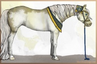 Horse Color:Chocolate Palomino Dun Sabino Splash Frame 