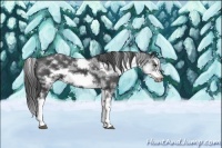 Horse Color:White Spotted Black Splash Frame Snowcap 