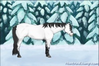Horse Color:White Spotted Blue Roan Appaloosa 