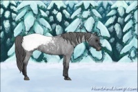 Horse Color:Blue Roan Appaloosa 