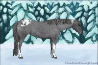 Horse Color:Blue Roan Tobiano Blanket 