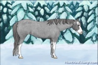 Horse Color:Blue Roan Splash Varnish 