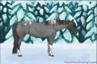 Horse Color:Blue Roan Tobiano Blanket