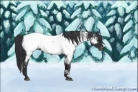 Horse Color:White Spotted Blue Roan Near Fewspot