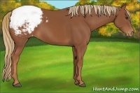 Horse Color:Chestnut Appaloosa 