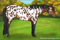 Horse Color:Bay Appaloosa 
