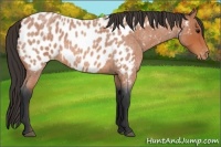 Horse Color:Bay Roan Appaloosa 