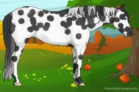 Horse Color:Blue Roan Splash Tobiano 