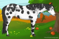 Horse Color:White Spotted Black Splash Tobiano