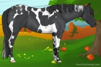 Horse Color:Blue Roan Tobiano 