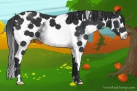 Horse Color:White Spotted Black Splash Tobiano 