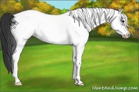 Horse Color:White Spotted Black 