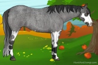 Horse Color:Blue Roan Splash 