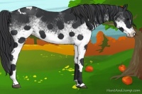 Horse Color:White Spotted Black Tobiano