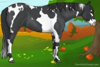 Horse Color:Blue Roan Splash Tobiano 