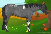 Horse Color:Blue Roan Tobiano 