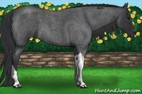 Horse Color:Blue Roan Tobiano 