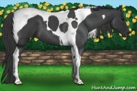 Horse Color:Blue Roan Tobiano 