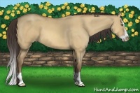Horse Color:Amber Champagne Dun Splash 