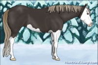 Horse Color:Liver Chestnut Splash 