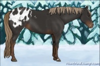 Horse Color:Liver Chestnut Appaloosa