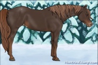 Horse Color:Liver Chestnut Appaloosa 