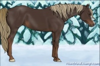 Horse Color:Liver Chestnut 