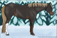Horse Color:Liver Chestnut 