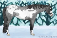 Horse Color:Blue Roan Frame Varnish Rabicano 