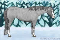 Horse Color:Blue Roan Splash Varnish 