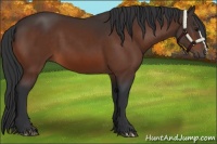Horse Color:Brown 