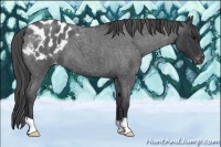 Horse Color:Blue Roan Appaloosa 
