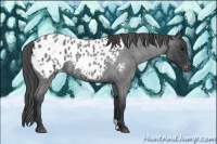 Horse Color:Blue Roan Appaloosa 