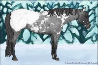 Horse Color:White Spotted Blue Roan Appaloosa 