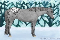Horse Color:Blue Roan Varnish