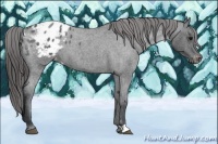 Horse Color:Blue Roan Appaloosa 