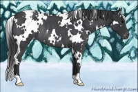 Horse Color:White Spotted Blue Roan Snowcap Rabicano