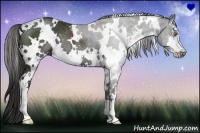 Horse Color:White Spotted Liver Chestnut Sabino Rabicano