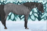 Horse Color:Blue Roan Appaloosa