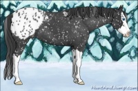 Horse Color:Blue Roan Splash Appaloosa