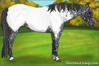 Horse Color:Blue Roan Snowcap 