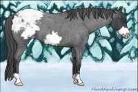 Horse Color:Blue Roan Frame Appaloosa