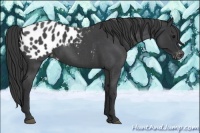 Horse Color:Blue Roan Appaloosa