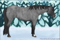 Horse Color:Blue Roan Appaloosa 